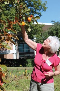  THE GIVING TREE Retired Lower School art teacher Dee Mayes visits the kaki tree, which bore fruit for the first time during Hockaday's centennial week. Photo by Claire Fletcher