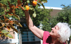 Tree Bears Persimmons for First Time 