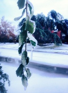 WINNING PHOTO Senior Melody Tong won a $10 Starbucks gift card for her winning photo of leaves covered in ice. Photo provided by Melody Tong