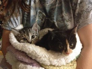 PURRFECT MATCH The two cats that were found now belong to Kerri Holt ‘87, mother of Kyle Guthrie ‘10 (cat on the left) and junior Allison Parks (cat on the right). PHOTO PROVIDED BY BONNIE JEAN COLEMAN