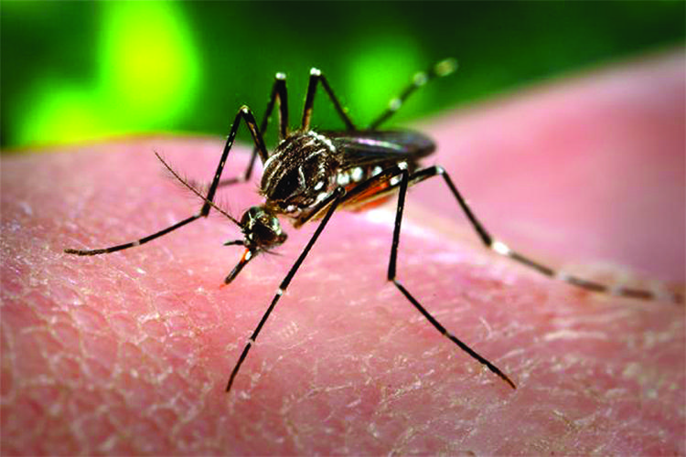 Aedes aegypti is one of mosquitoes that carries the Zika virus.//Photo provided by James Gathany