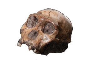 homo naledi