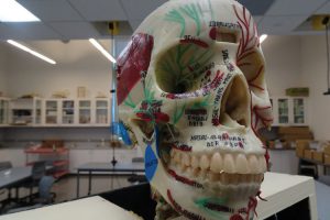 anatomy-1